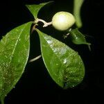 Daphnopsis hammelii fruit picture by Nelson Zamora Villalobos (cc-by-nc)