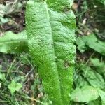 Rumex conglomeratus leaf picture by oregore (cc-by-sa)