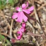 Silene littorea flower picture by Sergio-OMA (cc-by-sa)