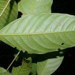 Quiina macrophylla leaf picture by Nelson Zamora Villalobos (cc-by-nc)