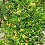 Acmella decumbens habit picture by Trap Hers (cc-by-sa)