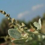 Atriplex halimus flower picture by Pierre Clement (cc-by-sa)