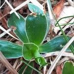 Primula glaucescens leaf picture by Pietro Brignoli (cc-by-sa)