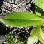 Centaurea melitensis leaf picture by Catherine Bouvard (cc-by-sa)