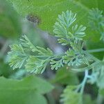 Fumaria parviflora leaf picture by Sylvain Piry (cc-by-sa)