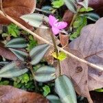 Tradescantia zebrina flower picture by William Gustave (cc-by-sa)