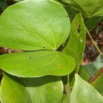 Schnella guianensis leaf picture by Nelson Zamora Villalobos (cc-by-nc)