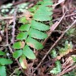 Polystichum imbricans leaf picture by Maarten Vanhove (cc-by-sa)