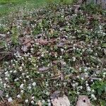 Antennaria plantaginifolia habit picture by K C (cc-by-sa)