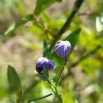 Solanum amygdalifolium flower picture by Trap Hers (cc-by-sa)