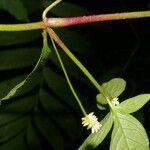 Alternanthera lanceolata leaf picture by Nelson Zamora Villalobos (cc-by-nc)