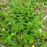 Potentilla erecta habit picture by Pierre LEON (cc-by-sa)