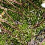 Saxifraga bryoides leaf picture by Denis Bastianelli (cc-by-sa)