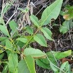 Zanthoxylum chalybeum leaf picture by susan brown (cc-by-sa)