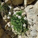 Silene borderei habit picture by Pedrocchi César (cc-by-sa)