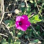 Petunia integrifolia flower picture by Trap Hers (cc-by-sa)