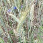 Triticum turgidum flower picture by dominique Chambon (cc-by-sa)