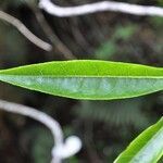 Psiadia laurifolia leaf picture by P. Bonnet (cc-by-sa)