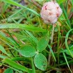 Trifolium fragiferum habit picture by Pierre LEON (cc-by-sa)