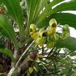 Catasetum maculatum habit picture by castro vin (cc-by-sa)