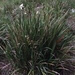 Libertia chilensis habit picture by Daniel Barthelemy (cc-by-nc)