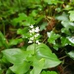 Maianthemum bifolium flower picture by tina thurgau (cc-by-sa)