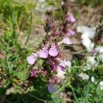 Teucrium chamaedrys flower picture by Colette Morice (cc-by-sa)