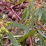 Eucalyptus camaldulensis fruit picture by Pierre Gardey (cc-by-sa)