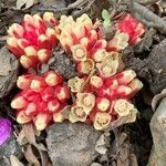 Cytinus ruber habit picture by laurent boniface (cc-by-sa)