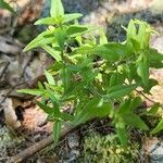 Melampyrum lineare leaf picture by Vicki Brown (cc-by-sa)