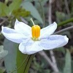 Solanum chacoense flower picture by Trap Hers (cc-by-sa)