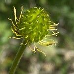 Ranunculus montanus fruit picture by Francois Mansour (cc-by-sa)