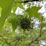 Liquidambar styraciflua fruit picture by flo floglo (cc-by-sa)