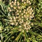 Asclepias fascicularis flower picture by Heather (cc-by-sa)