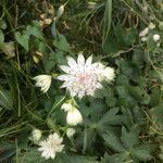 Astrantia major flower picture by Gemy (cc-by-sa)