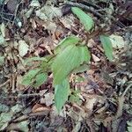 Epipactis helleborine habit picture by Jiří Vilím (cc-by-sa)