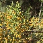 Cupressus sempervirens flower picture by bfady (cc-by-sa)