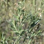 Baccharis spicata leaf picture by Muzzachiodi Norberto (cc-by-sa)