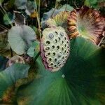 Nelumbo nucifera fruit picture by David S. (cc-by-sa)