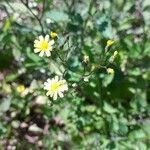 Lapsana communis flower picture by Boy Portuguese (cc-by-sa)