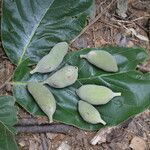 Sapranthus palanga fruit picture by Nelson Zamora Villalobos (cc-by-nc)