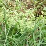 Silene baccifera habit picture by christophe gorla (cc-by-sa)