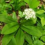 Clintonia umbellulata flower picture by erinhines (cc-by-sa)