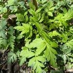 Geum aleppicum leaf picture by r l (cc-by-sa)