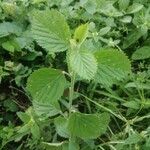 Sida cordifolia leaf picture by ismael asum (cc-by-sa)