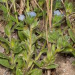 Echium parviflorum habit picture by Martin Bishop (cc-by-sa)