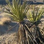 Yucca schidigera leaf picture by Haggard Stacey (cc-by-sa)