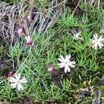 Silene saxifraga habit picture by Alain Bigou (cc-by-sa)