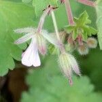 Geranium sibiricum flower picture by Raffaello 2 Garofalo (cc-by-sa)