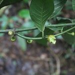 Guatteria amplifolia fruit picture by Nelson Zamora Villalobos (cc-by-nc)